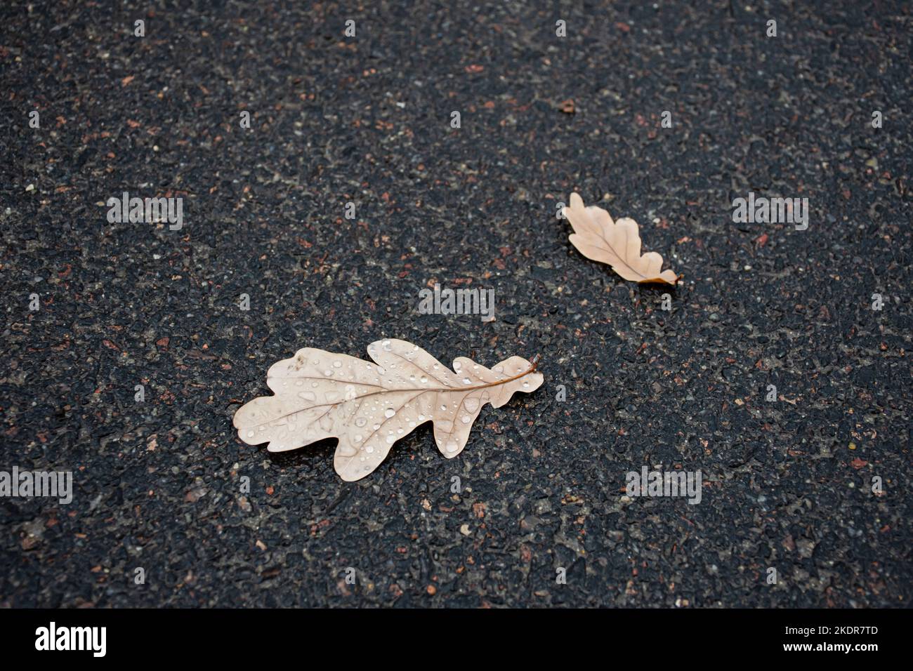 foglie appassite d'autunno in gocce di pioggia su asfalto grigio Foto Stock