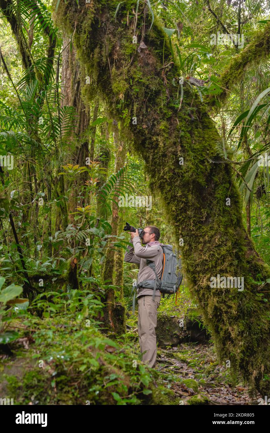 Fotografia della foresta pluviale Foto Stock