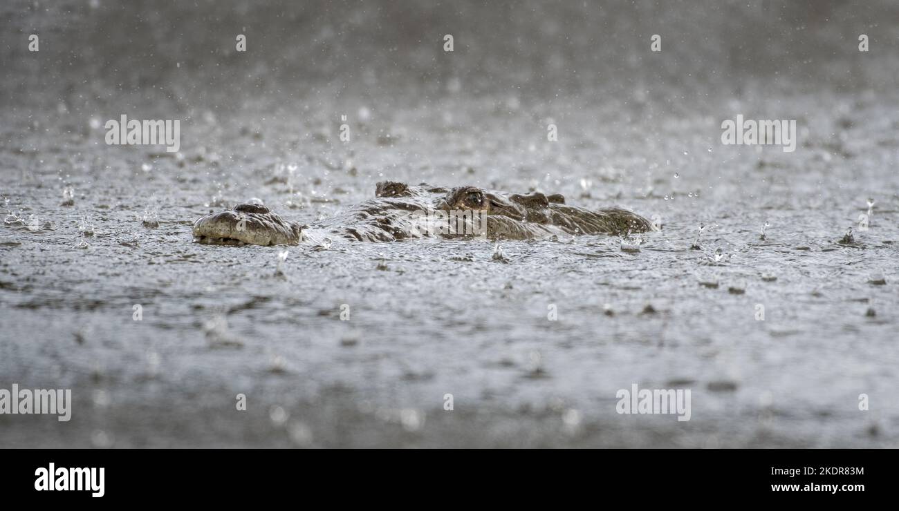 Coccodrillo sotto la pioggia Foto Stock