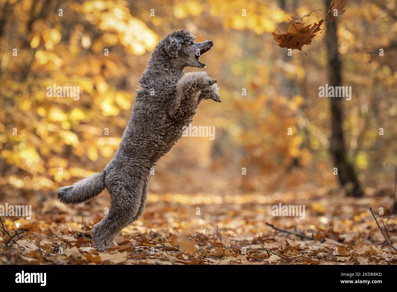 Barzetta standard maschile Foto Stock