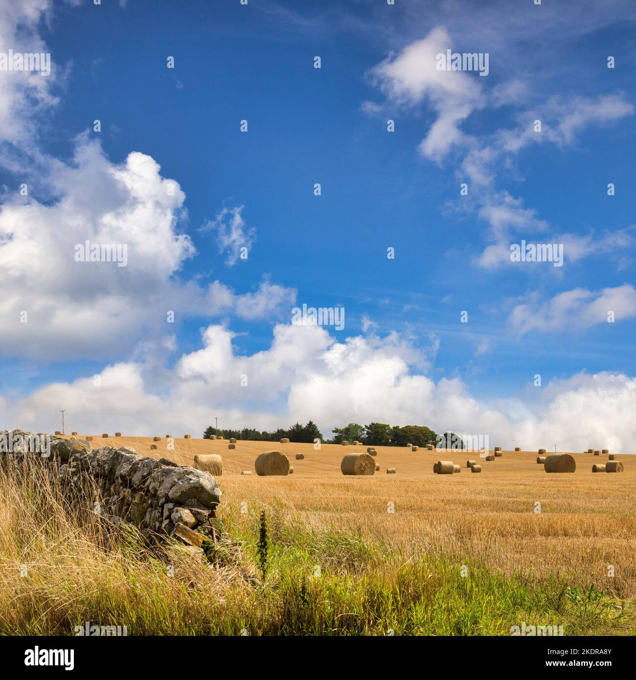 Haybales sparsi in un campo di corn stoppia, e un muro di pietra a secco, sotto un bel cielo blu estivo, vicino a Portsoy, Aberdeenshire, Scozia. Messa a fuoco i Foto Stock