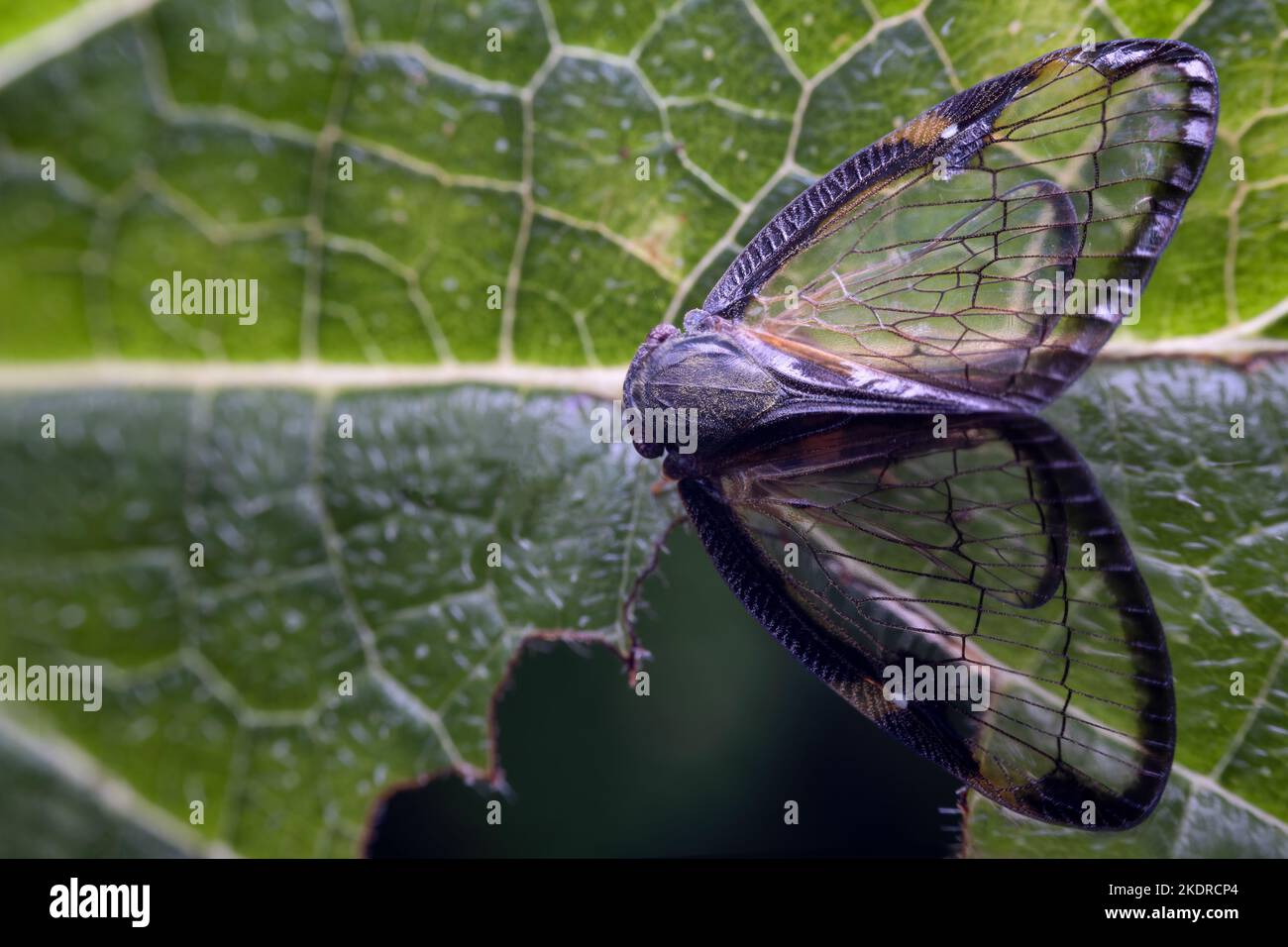 Riserva naturale di montagna di Chongqing, cera d'insetti - cicale ad ala larga Foto Stock