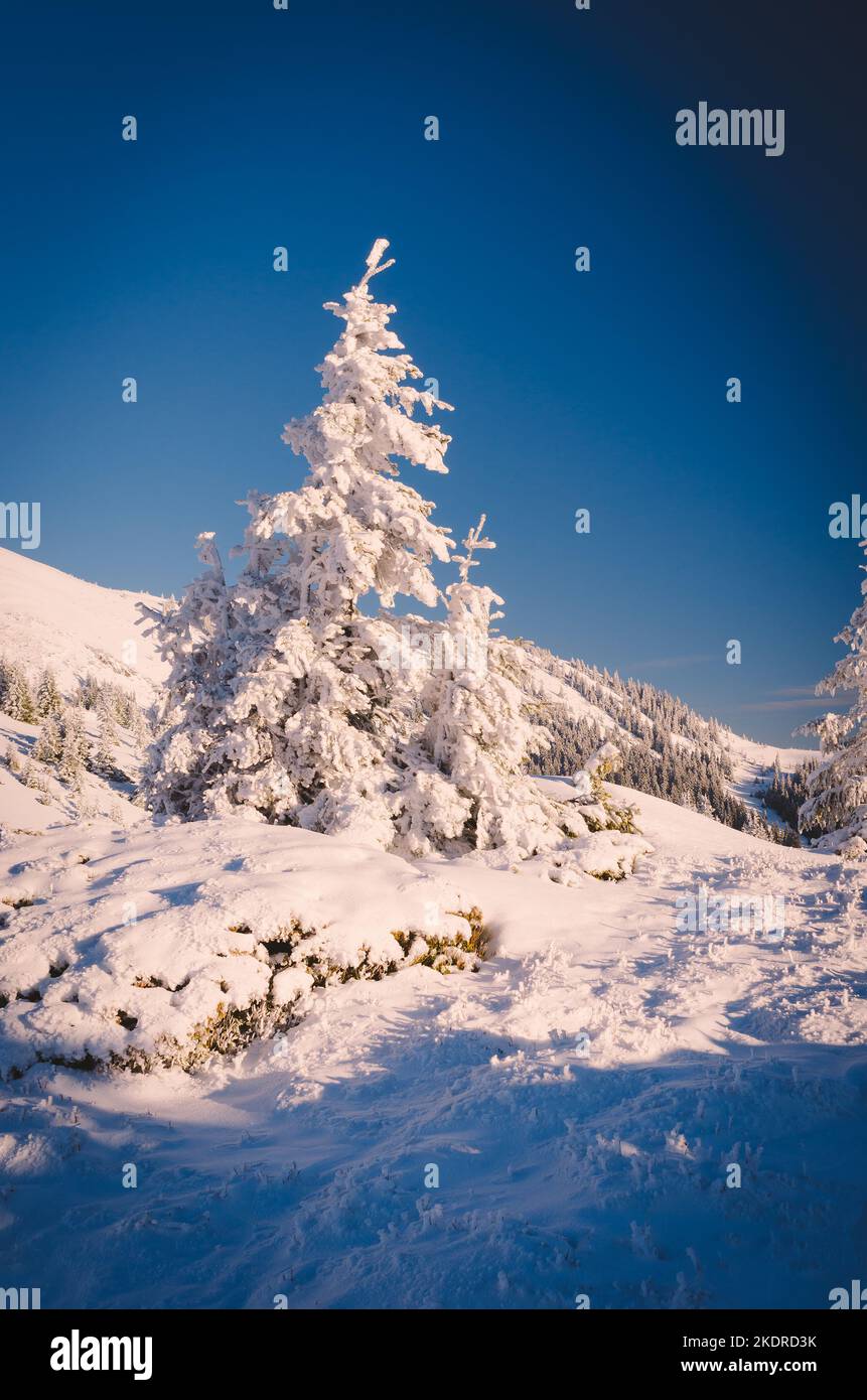 Alberi sotto la neve. Paesaggio invernale in montagna. Vista di Natale. Tonalità colore Foto Stock