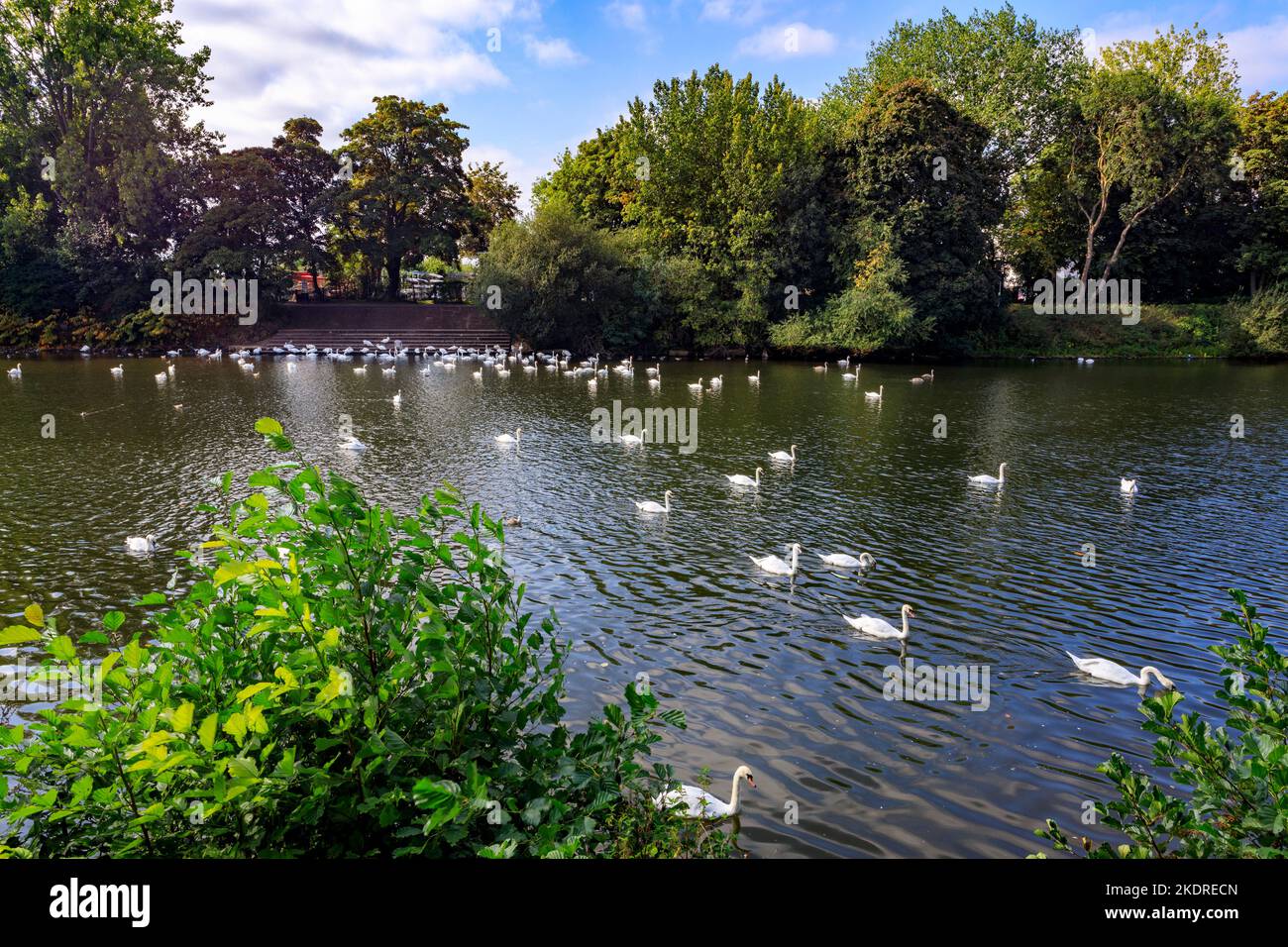 Il fiume Severn a Worcester è diventato un popolare punto di incontro per un gran numero di cigni muti, Worcestershire, Inghilterra, Regno Unito Foto Stock