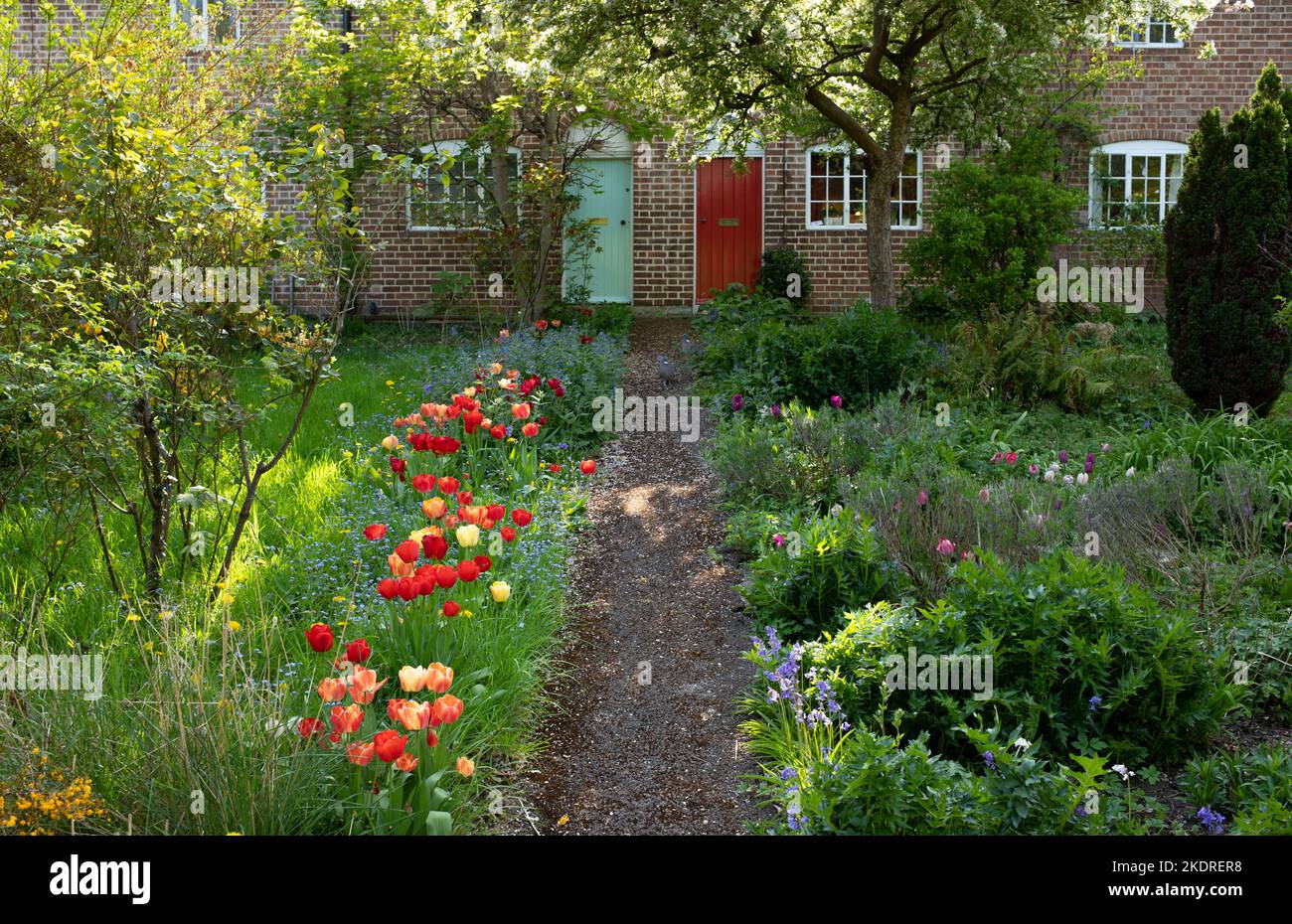 Tulipani che crescono in uno schema di impianto naturalizzato in un giardino anteriore a Stratford-upon-Avon, Regno Unito Foto Stock
