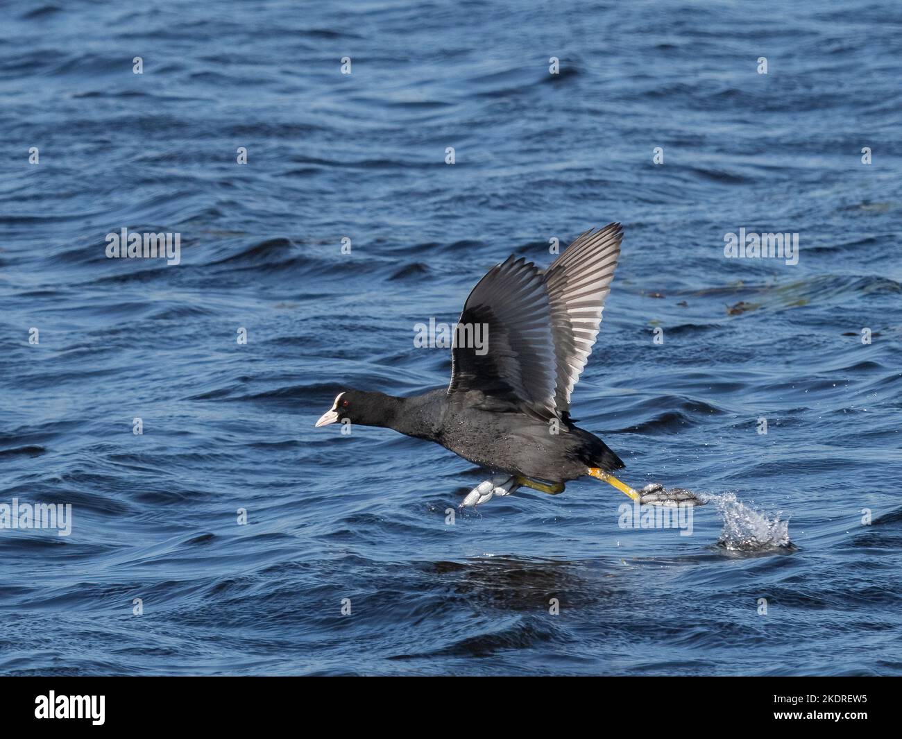 La folaga (fulica atra) Foto Stock