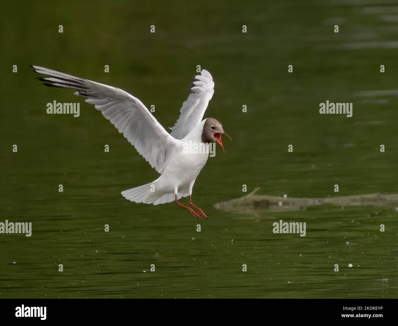 Gabbiano testa nera (Chromolcoephalus ridibundus) Foto Stock
