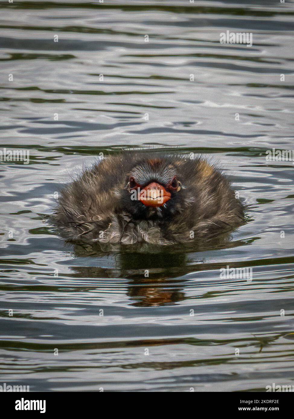La folaga (fulica atra) Foto Stock