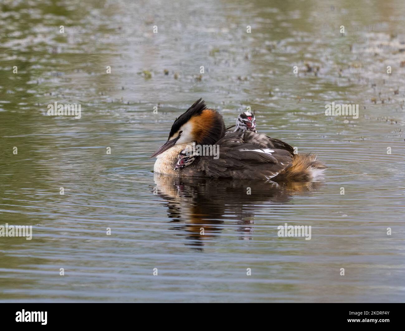 Svasso maggiore (Podiceps cristatus) Foto Stock