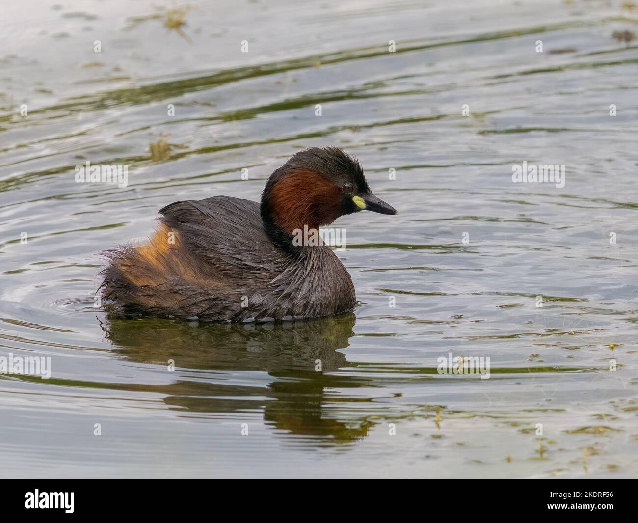 Piccola Grebe (Tachybaptus) Foto Stock