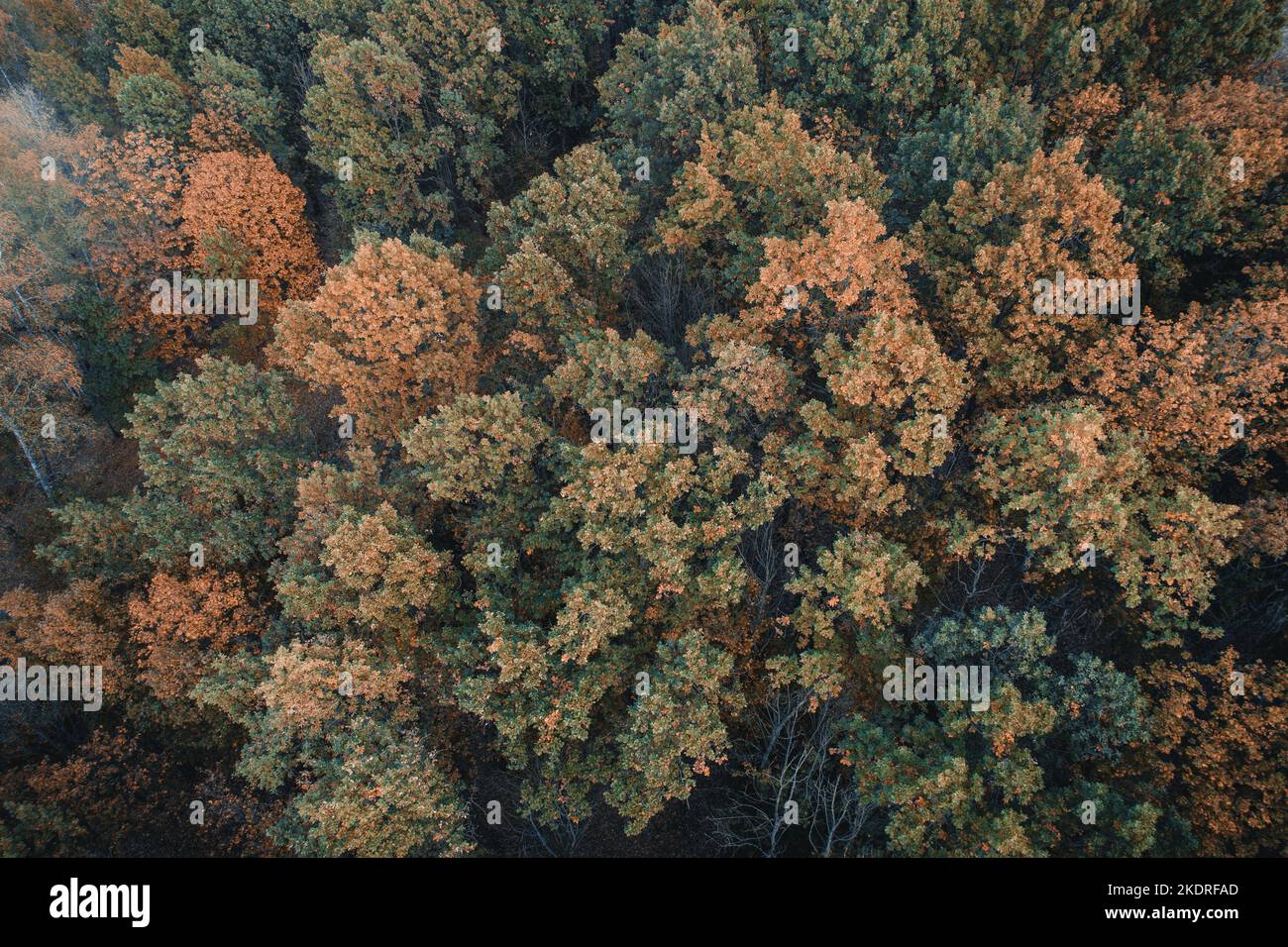 Foresta aerea Autunno natura selvaggia alberi scena Foto Stock