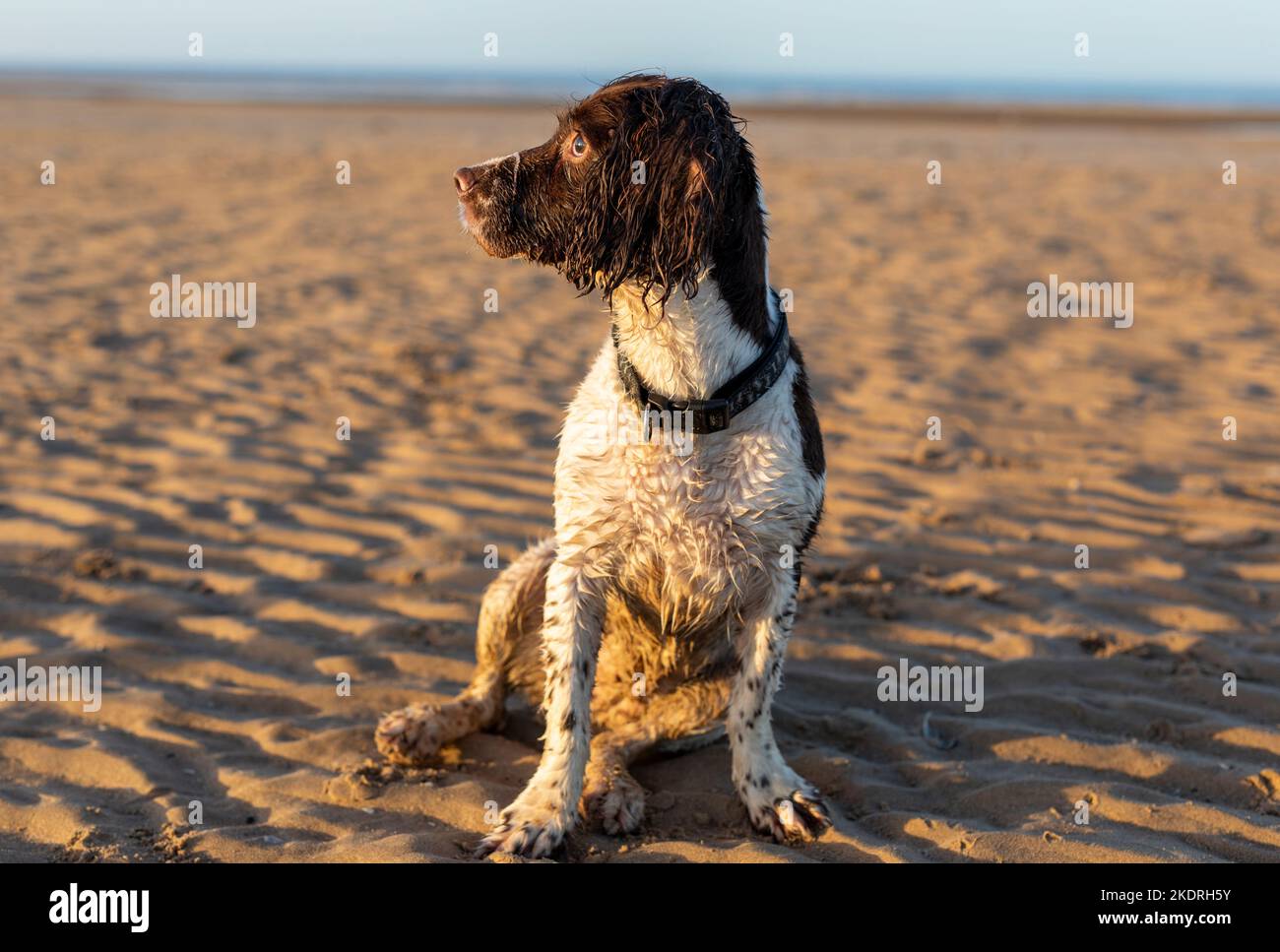 Uno Springer Spaniel bagnato su una spiaggia nel Regno Unito Foto Stock