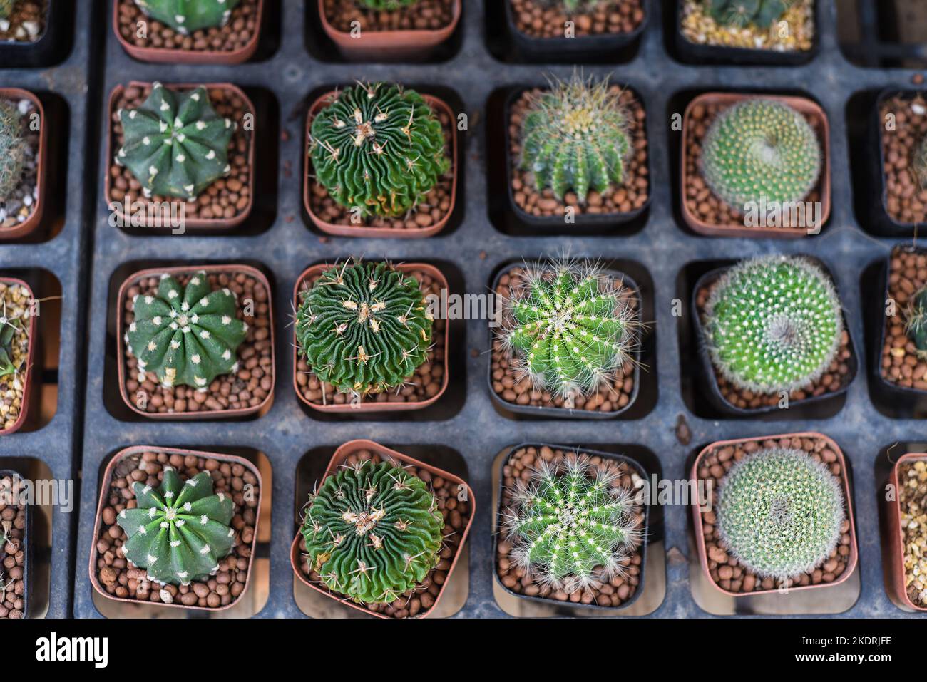 Molti cactus in vaso di Stenocactus multicostatus o cactus cervello, Parodia magnifica, Rebutia, echinopsis subdenudata in un mercato dei fiori Foto Stock