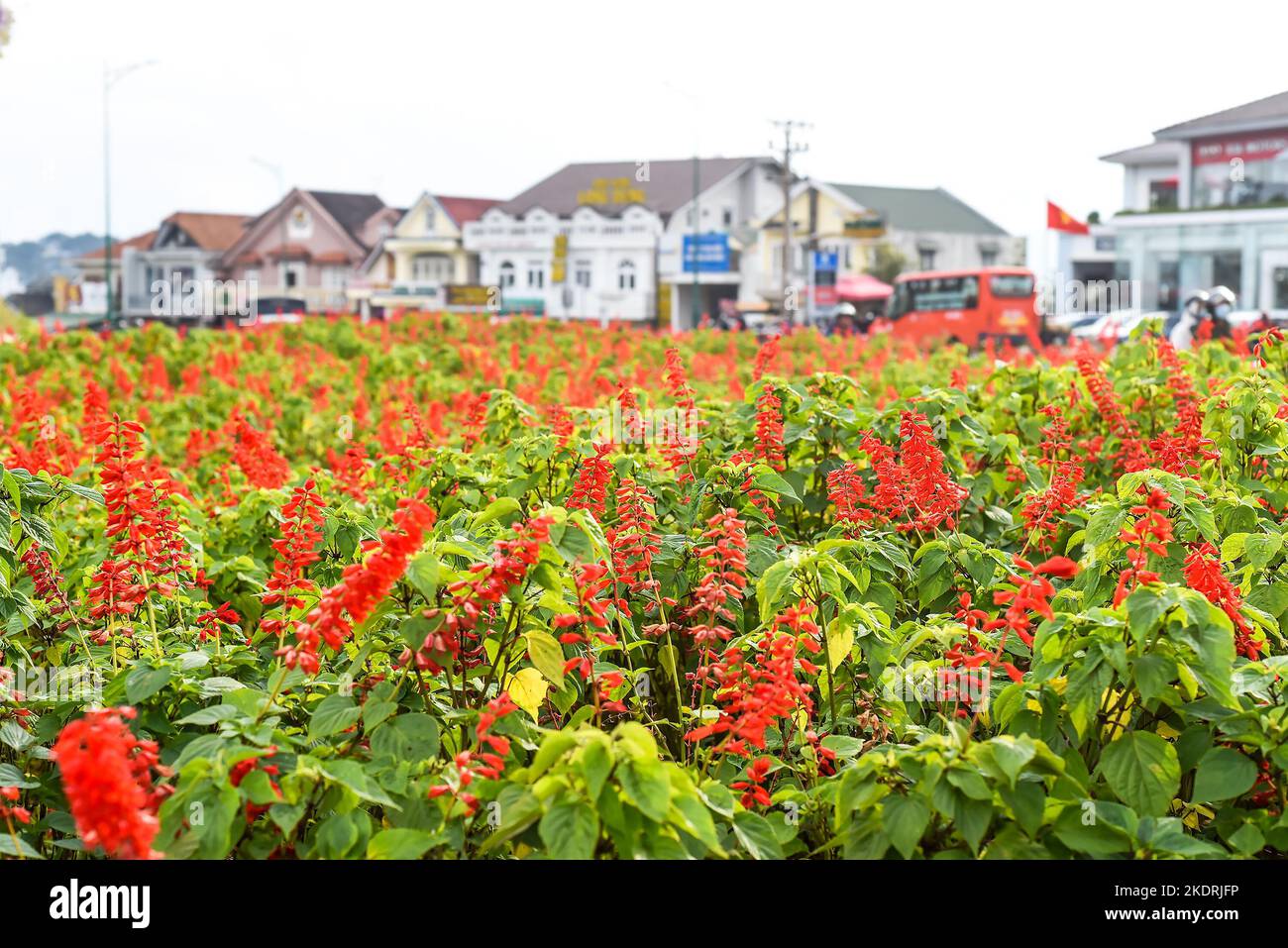 Molti splendens di Salvia o fiori di salvia scarlatto che crescono nella città di da Lat in Vietnam Foto Stock
