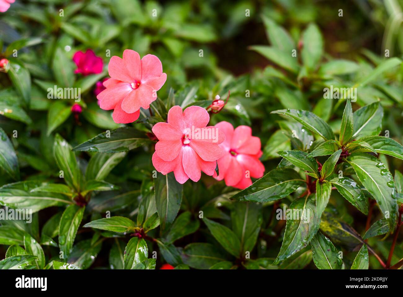 Impatiens hawkeri o la Nuova Guinea impatiens fiori che crescono da Lat in Vietnam Foto Stock