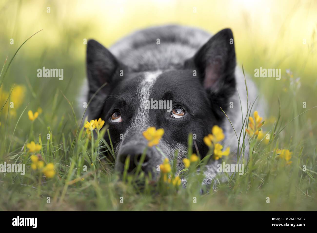Giacente Miniature pinscher Foto Stock