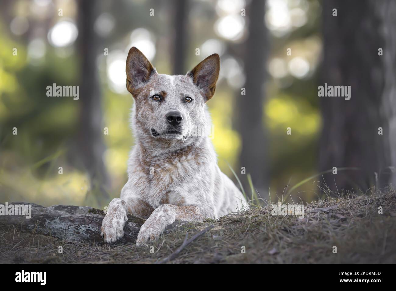 Giacente Miniature pinscher Foto Stock