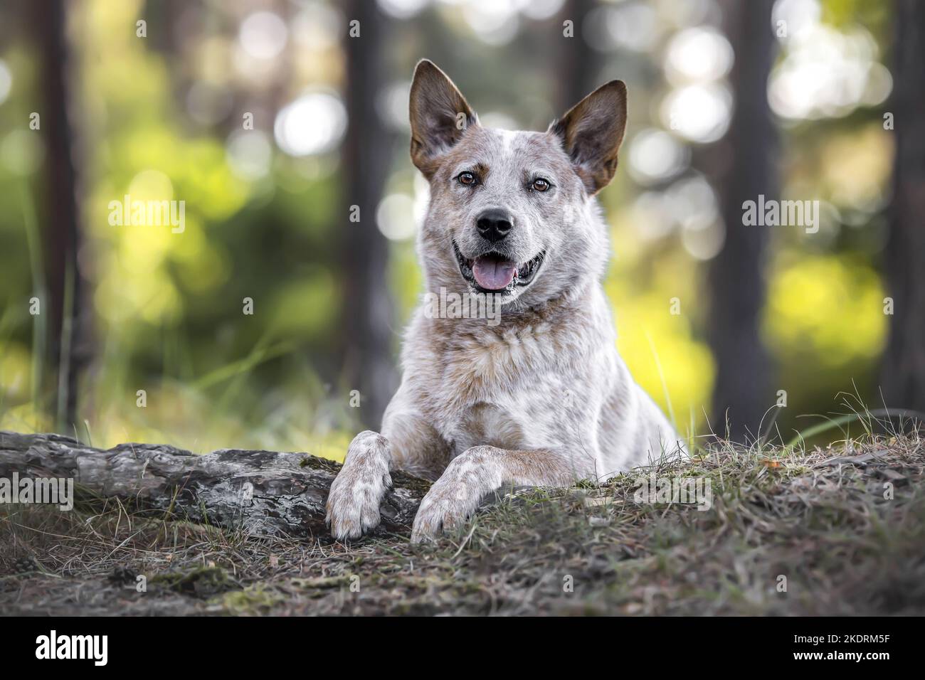 Giacente Miniature pinscher Foto Stock