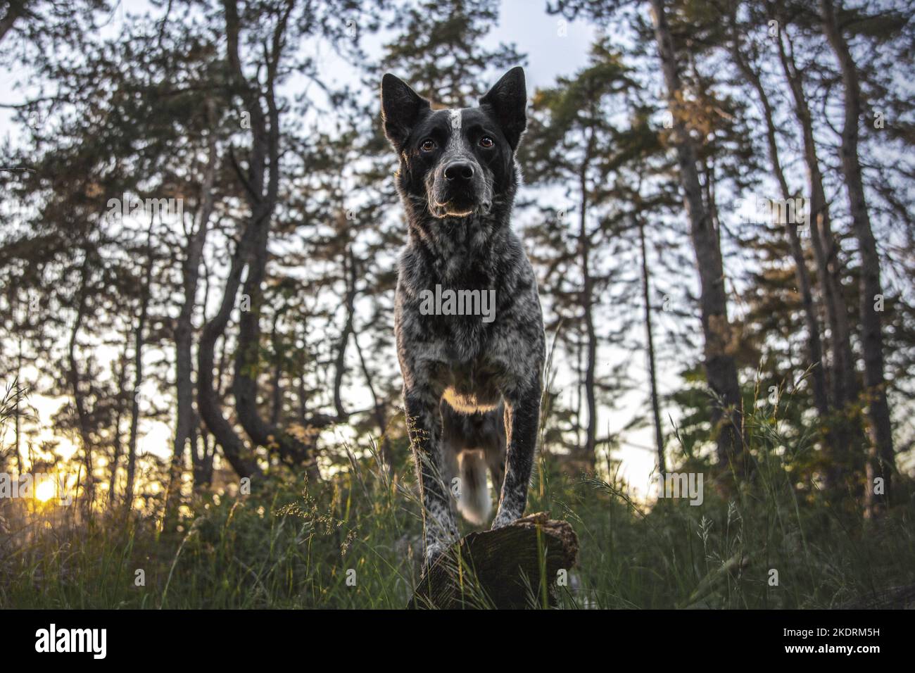 Miniature pinscher Foto Stock