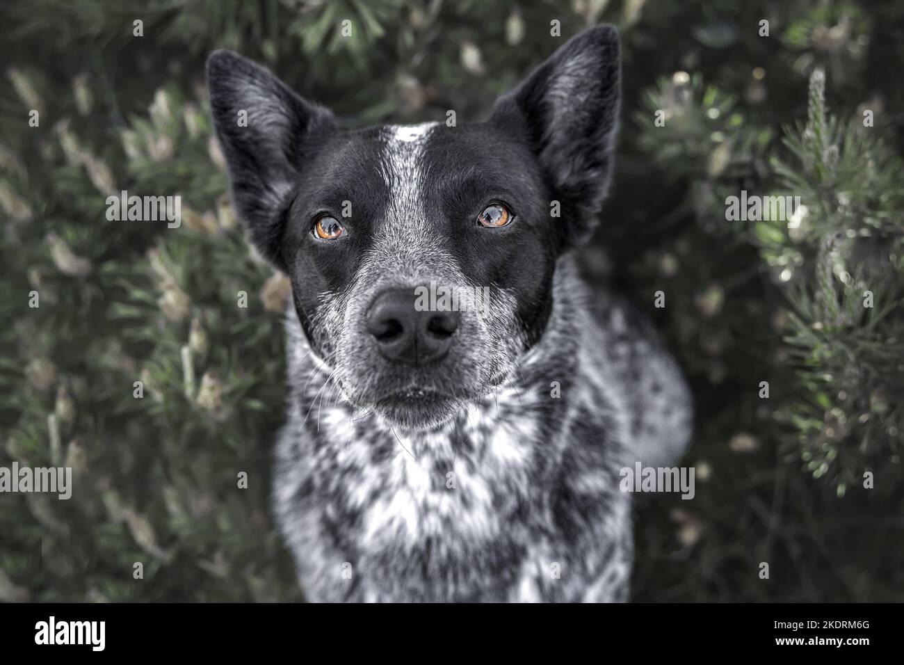 Miniature pinscher ritratto Foto Stock
