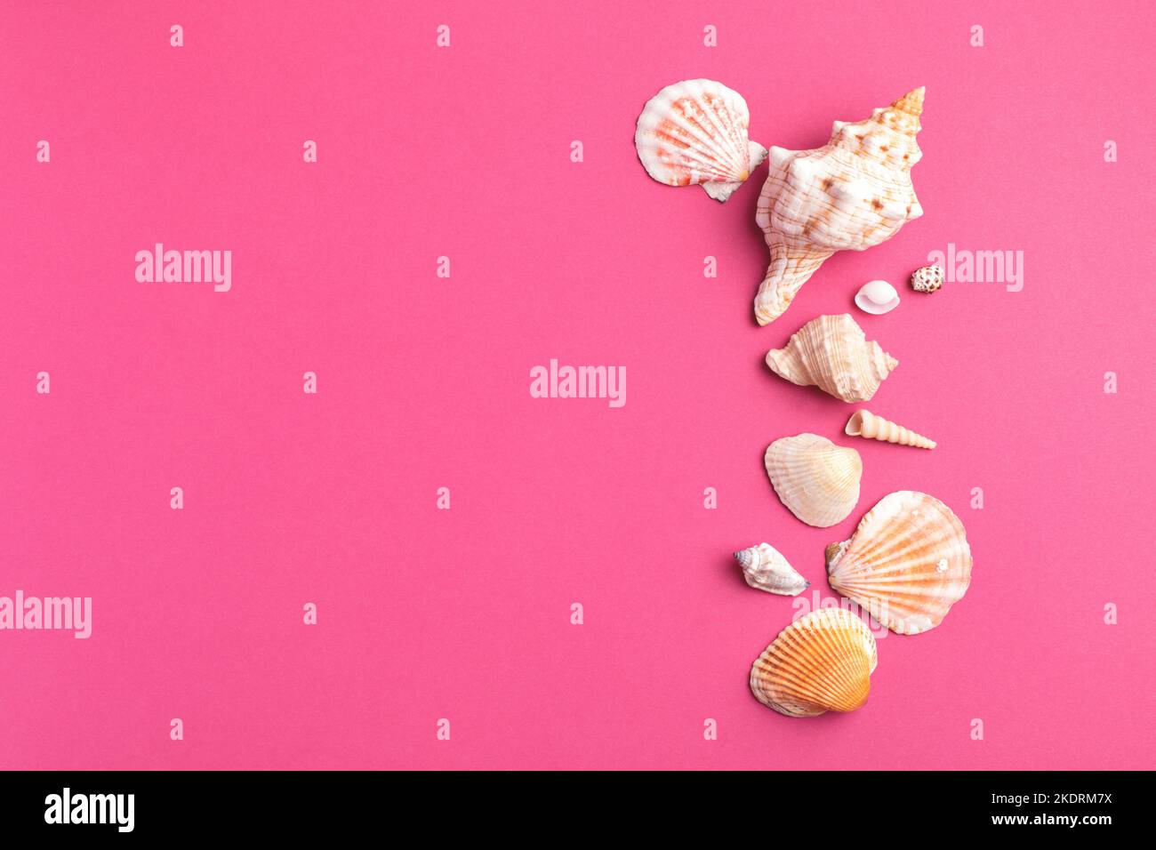 Estate sfondo rosa brillante con decorazioni a conchiglie. Spazio vuoto per il progetto. Foto Stock