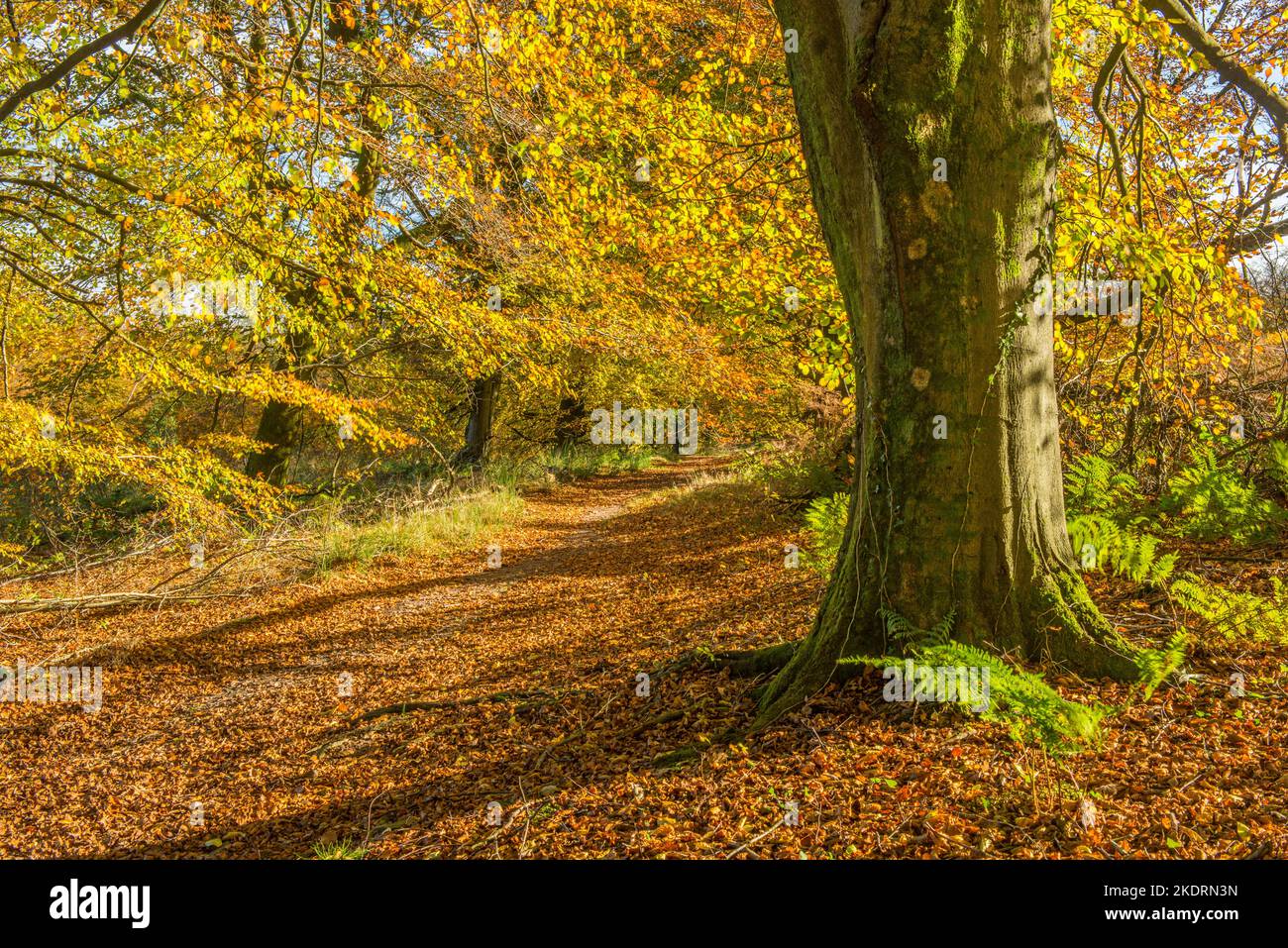 Un grande faggio nella foresta di Wentwood su una luminosa e soleggiata giornata autunnale in Monmouthshire Foto Stock