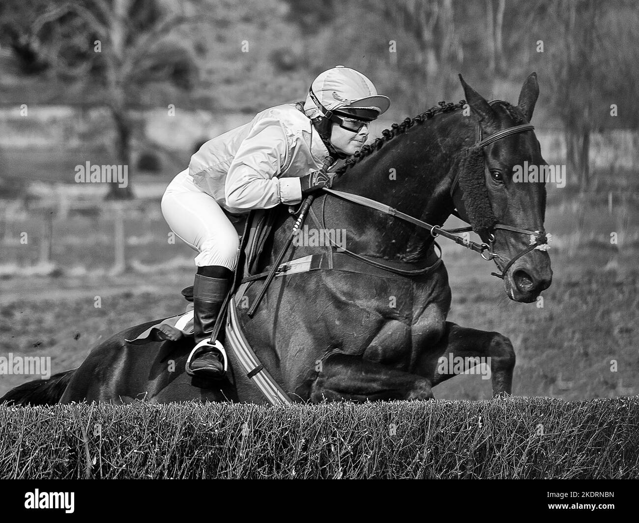 Fotografia di un cavallo che salta sugli ostacoli in un incontro Point to Point nella Clyde Valley, Lanarkshire, Scozia Foto Stock