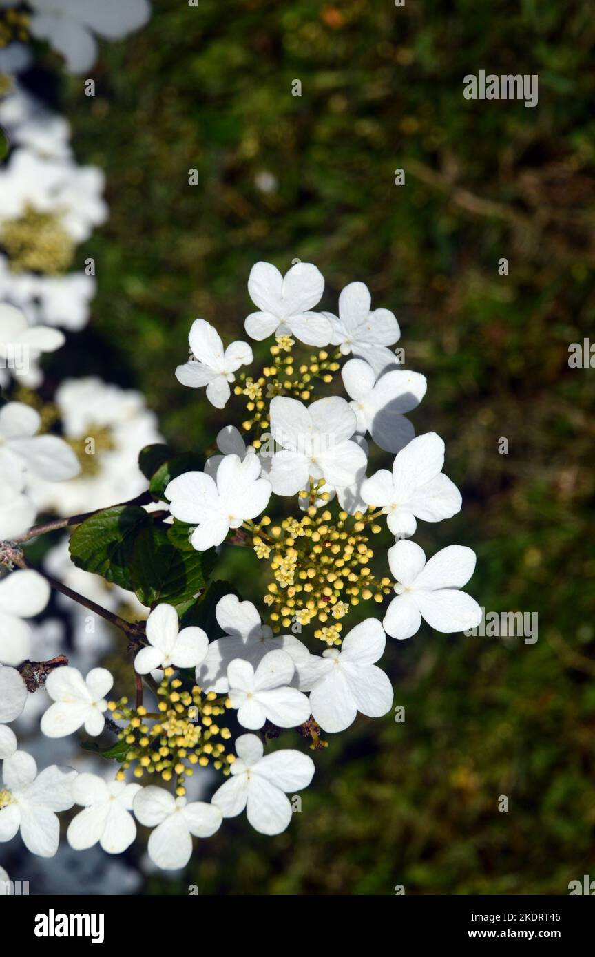 White Viburnum Plicatum 'Mariesii' (Snowball giapponese) Fiori coltivati a RHS Garden Rosemoor, Torrington, Devon, Inghilterra, UK. Foto Stock