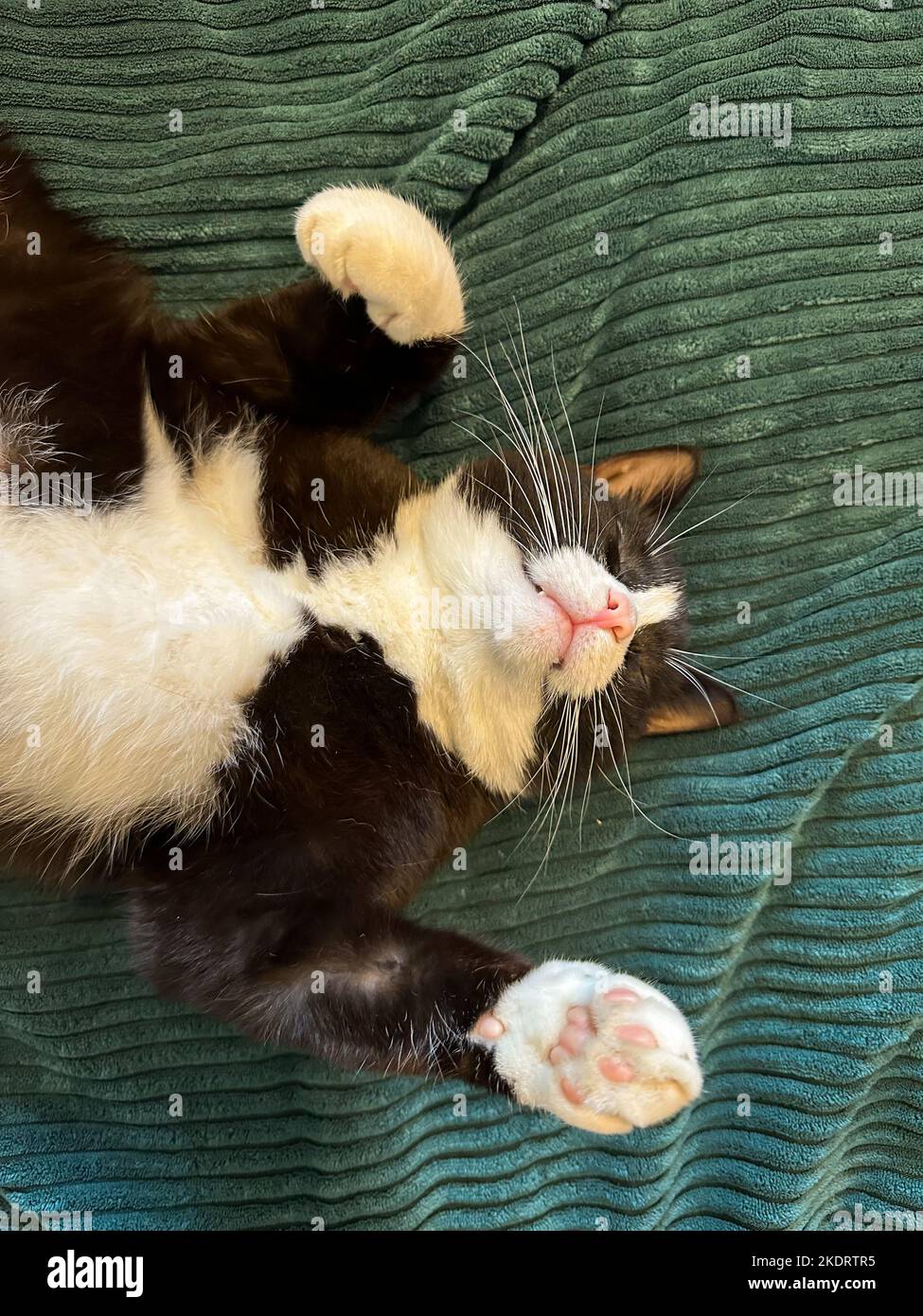 gatto nero con pancia bianca e zampe è sdraiato con le zampe in aria sulla sua schiena in una coperta verde. Il gatto ha denti visibili. Foto Stock