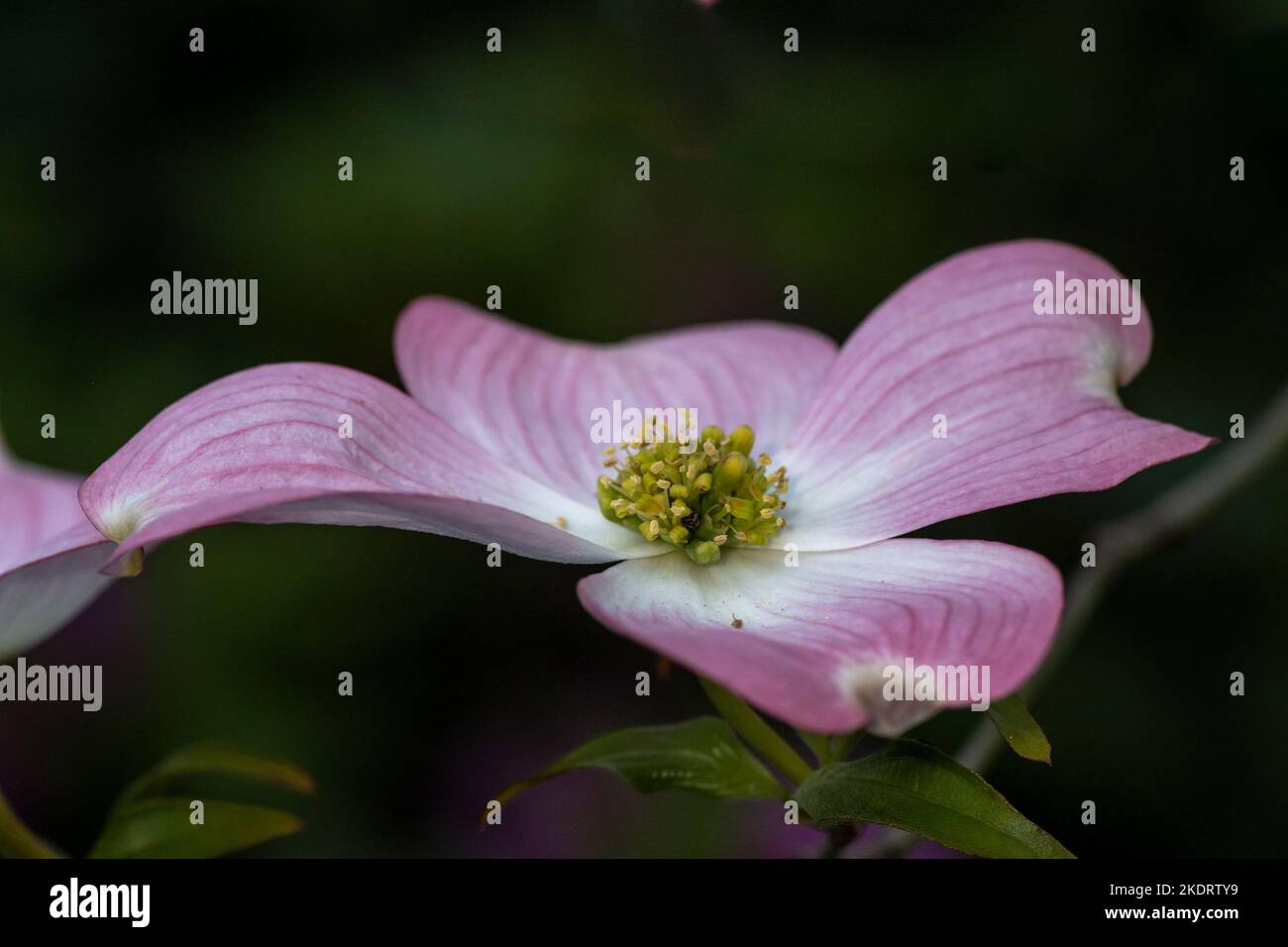Primo piano su fiore di dogwood rosa su sfondo verde copia-spazio, visto dal lato, evidenziando il centro giallo e verde - Cornus sp Foto Stock