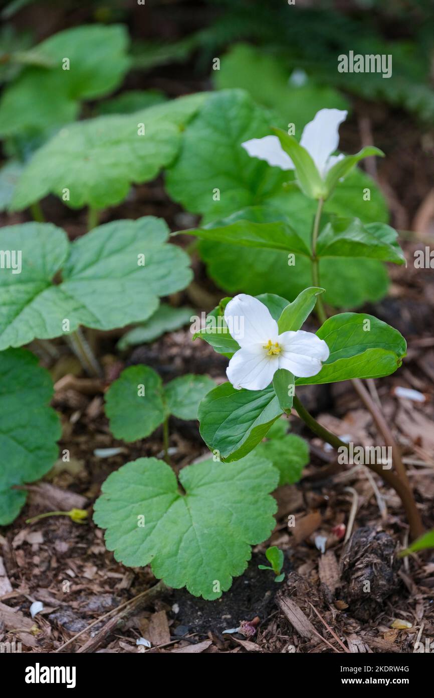 Trillium grandiflorum, il trillium bianco, trillium a fiore grande, trillium bianco grande, wake-robin bianco o francese: Trille blanc Foto Stock