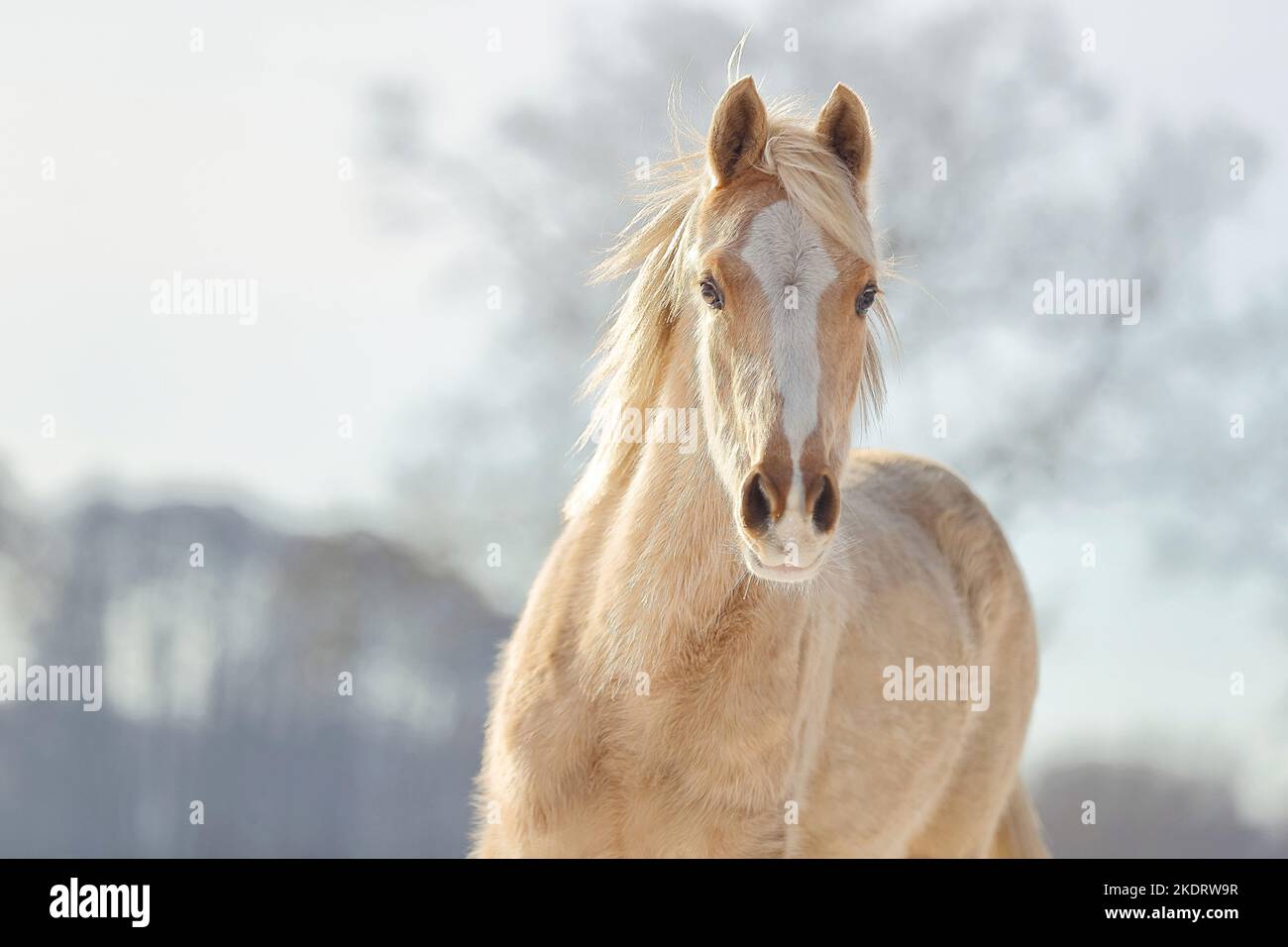 Tedesco equitazione pony nella neve Foto Stock