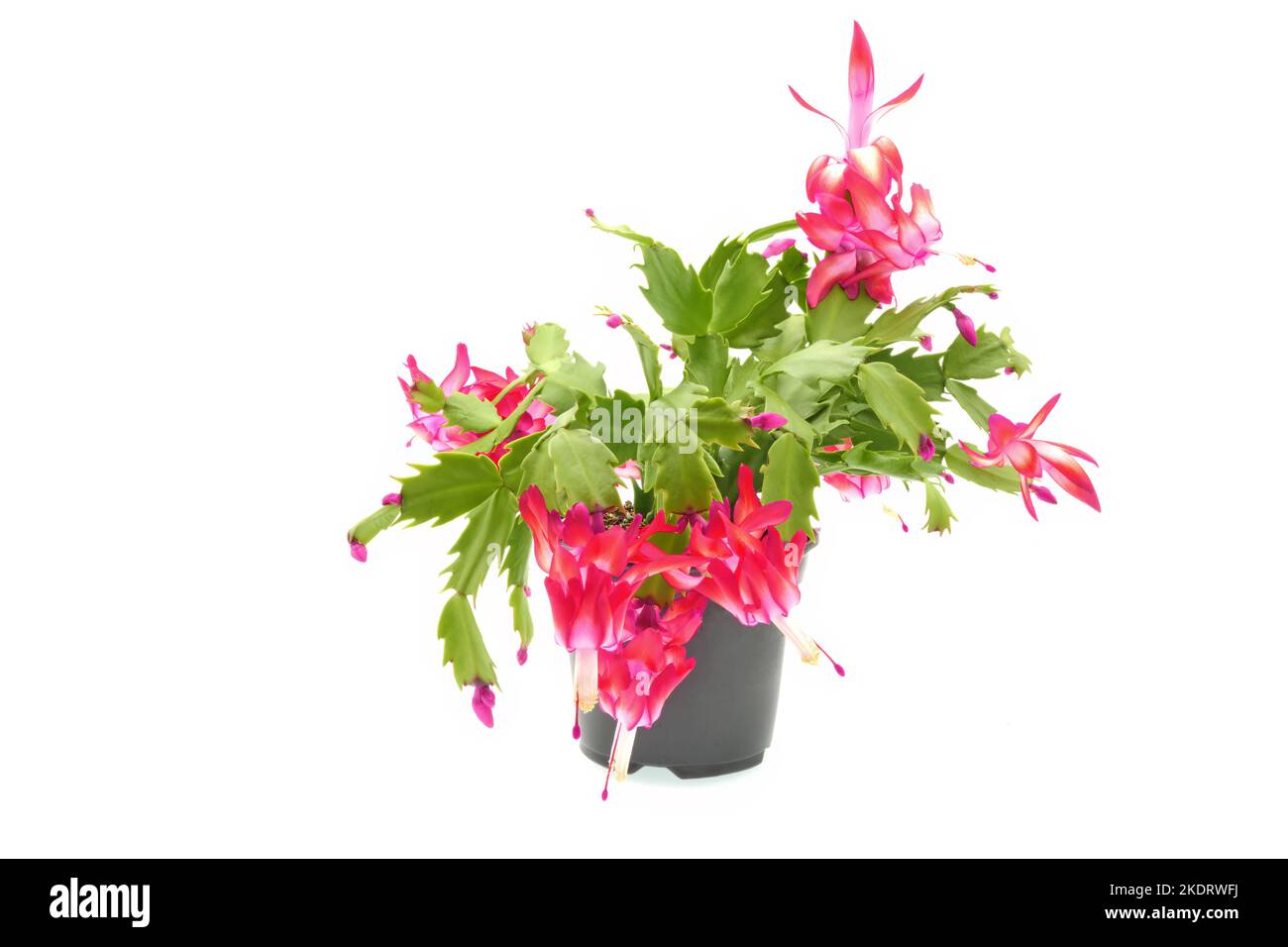 Fotografia di un Cactus del Ringraziamento, Schlumbergera truncata, con fiori colorati di fuschia su sfondo bianco. Foto Stock