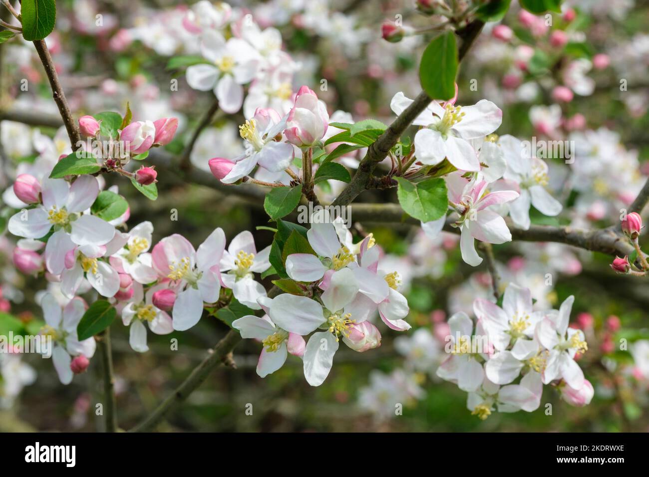 Malus sylvestris, mela di granchio, mela di granchio europea, granchio selvatico, Malus acerba, Pyrus acerba, grappoli di Pyrus malus di fiori bianchi di colore rosa Foto Stock