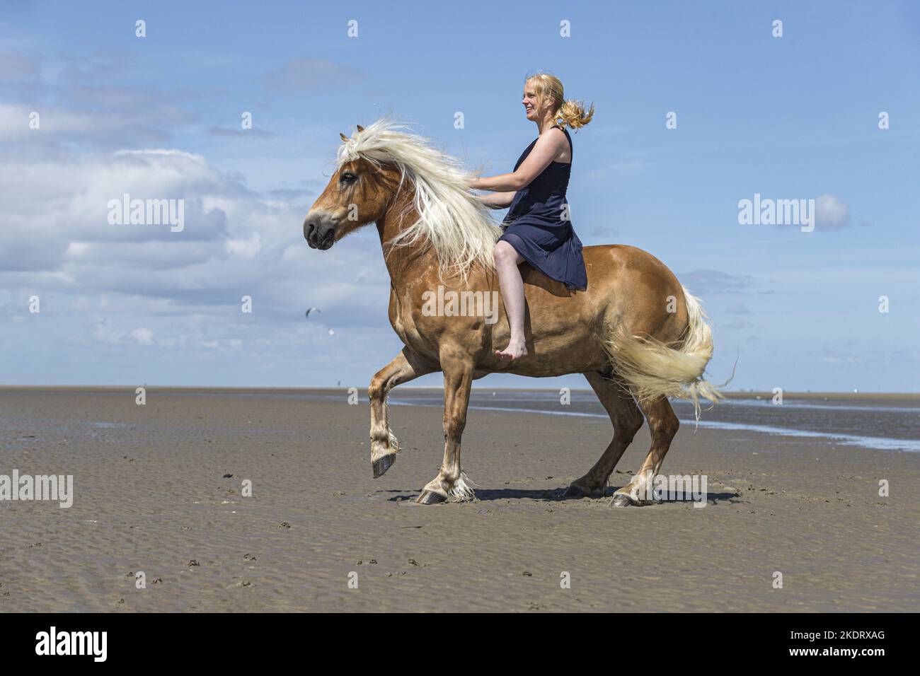 La donna corse di cavalli avelignesi Foto Stock