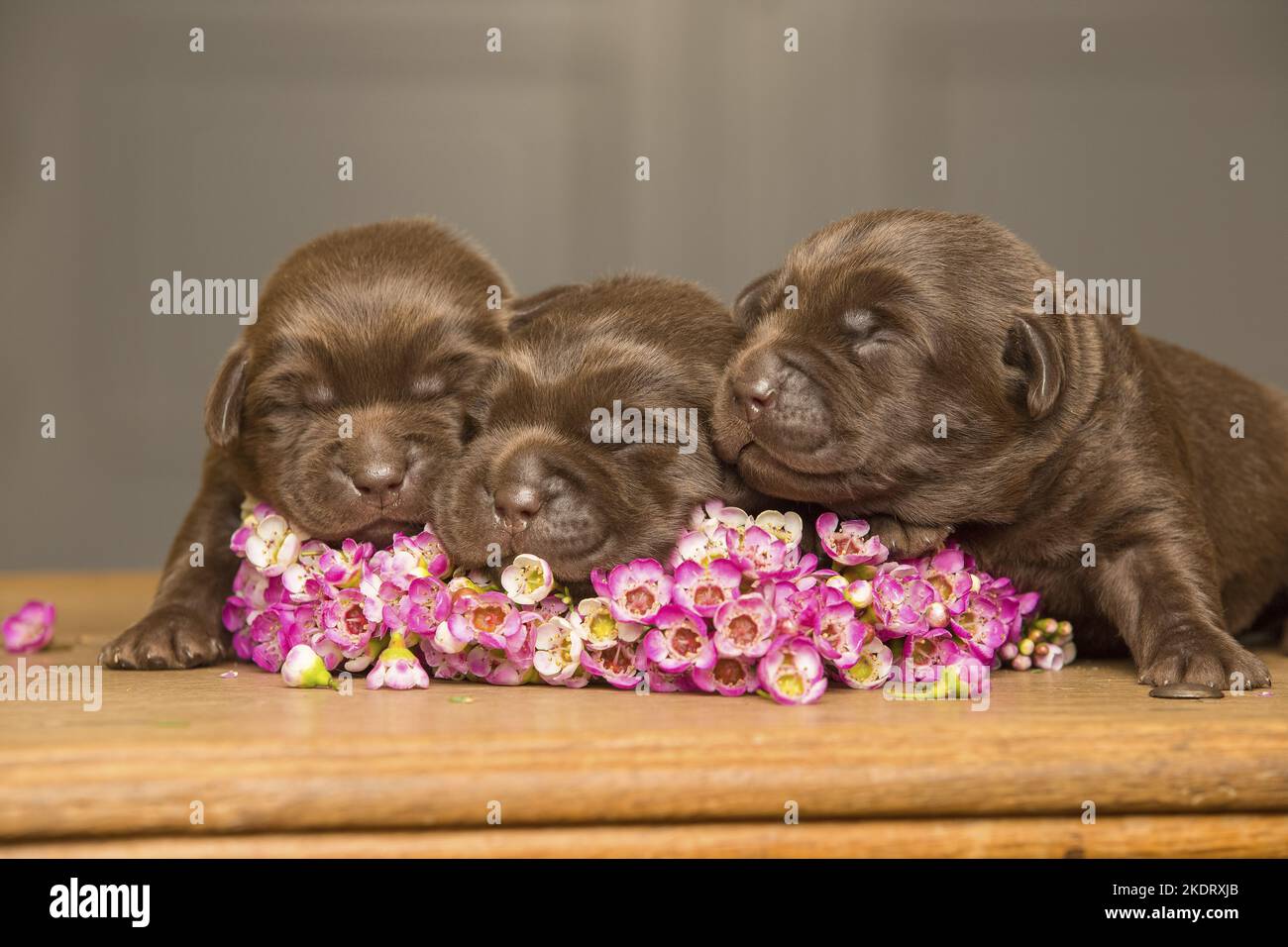 Cuccioli di Labrador Retriever addormentati Foto Stock