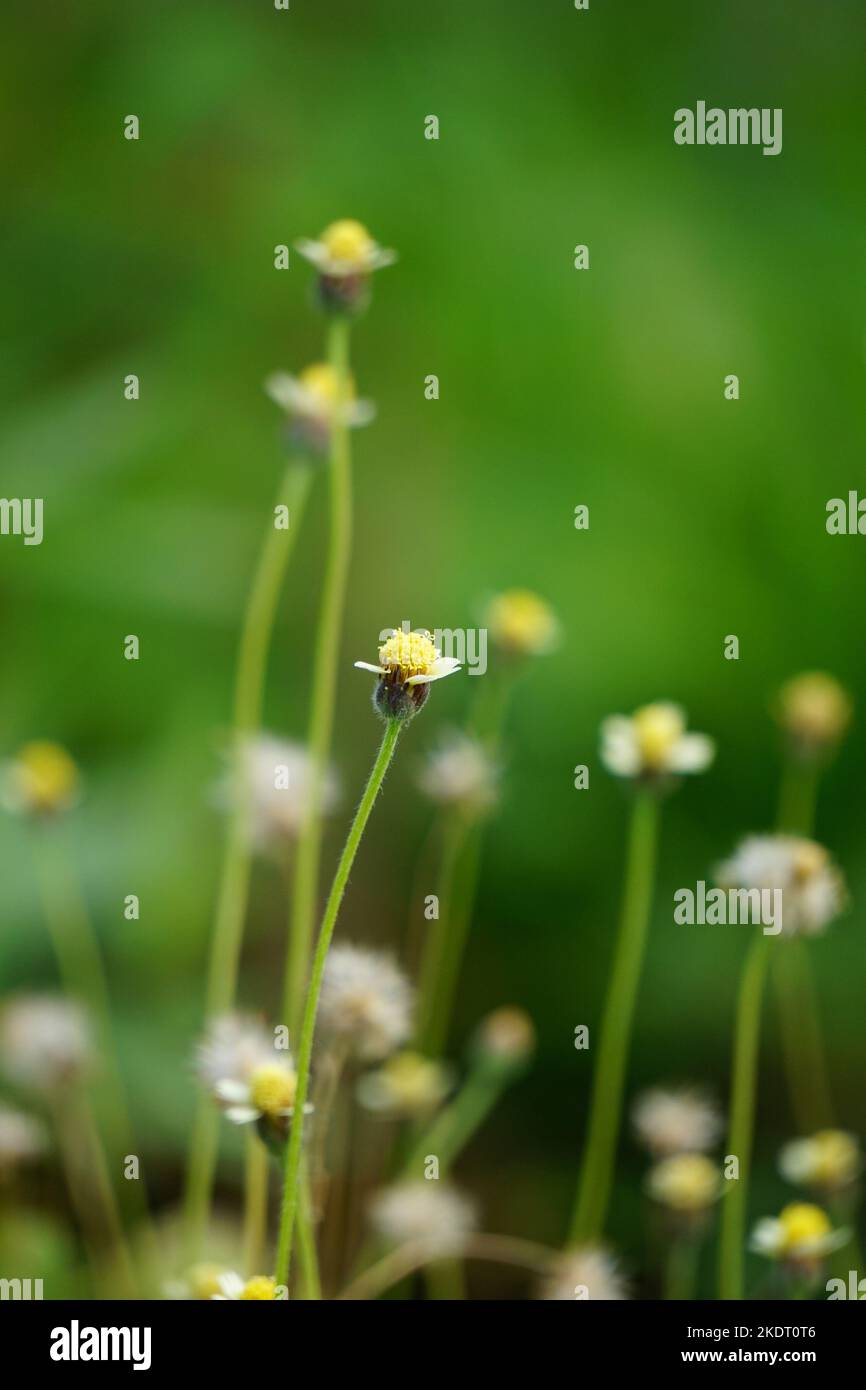 Bidens pilosa (chiamato anche ketul kebo, ketul sapi, jaringan, caringan, lani thuwa, lancing thuwa) con uno sfondo naturale Foto Stock