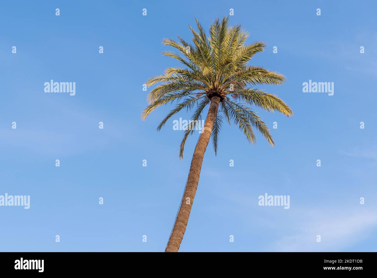 Vista panoramica della palma sotto il sole contro il cielo blu Foto Stock