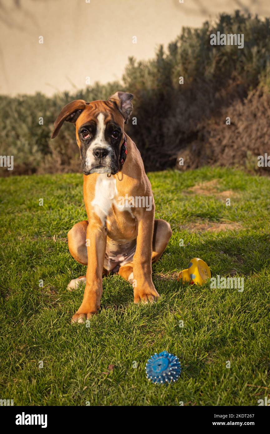 Bel cane Boxer seduto in erba colorata autunno. Foto Stock