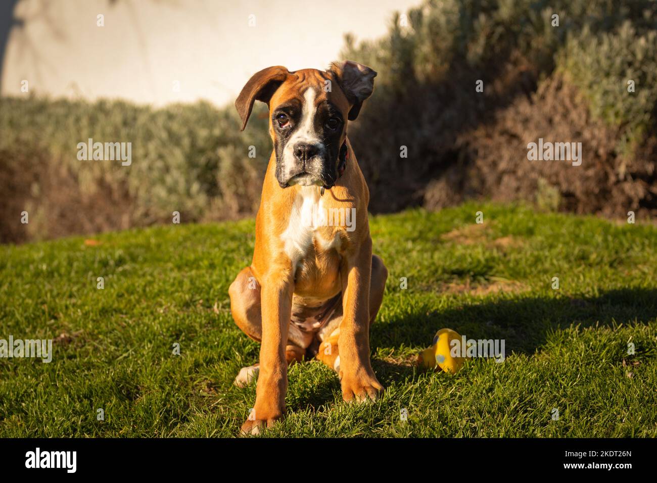 Bel cane Boxer seduto in erba colorata autunno. Foto Stock