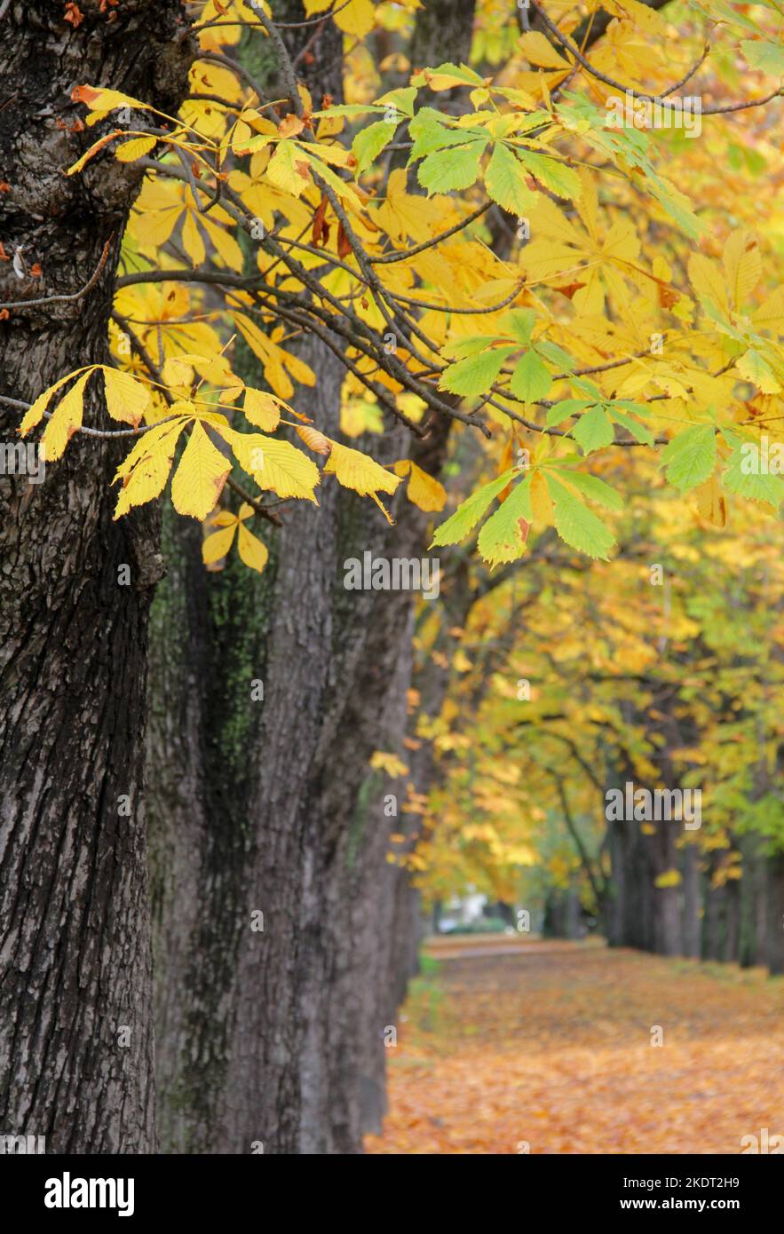 Scenario autunnale di una strada alberata con foglie ingiallenti. Foto Stock