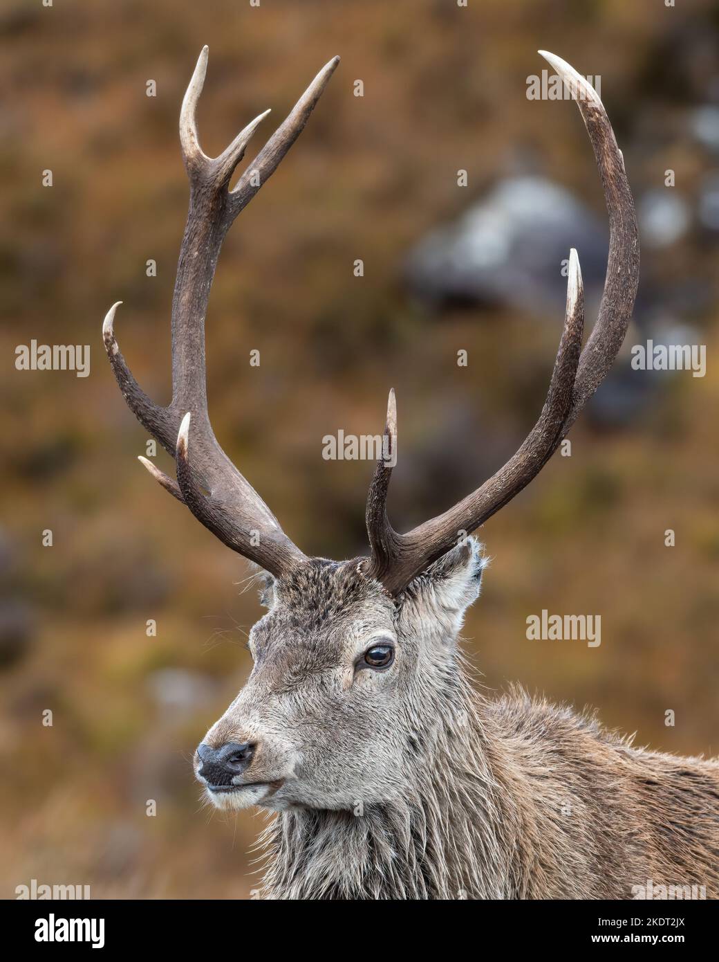 Ritratto di primo piano con cervo rosso, Torridon, Highlands scozzesi Foto Stock
