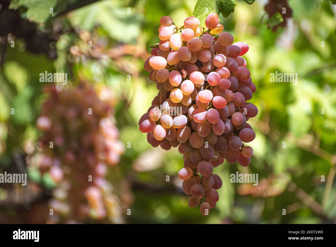 Mazzo di uve rosa appese dalla vite in autunno a Tbilisi, Georgia Foto Stock