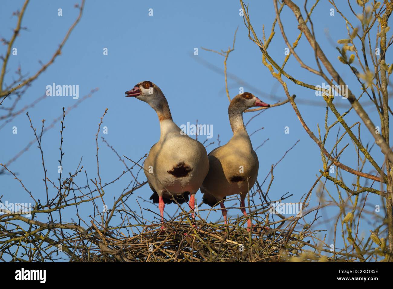 Oche egiziane Foto Stock
