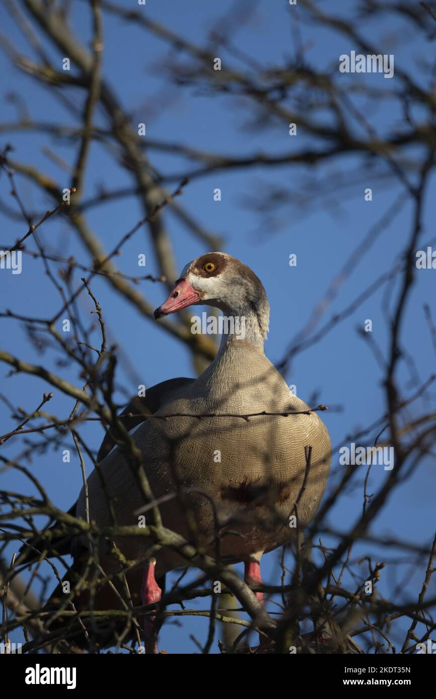 Oca egiziana Foto Stock
