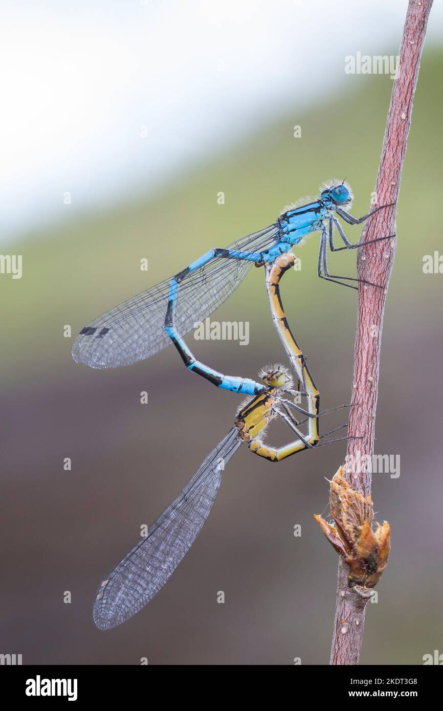 Becherjungfer, Gemeine Becherjungfer, Becher-Jungfer, Becher-Azurjungfer, Becherazurjungfer, Azurjungfer, Paar, Pärchen, Paarung, Paarungsrad, Kopula Foto Stock