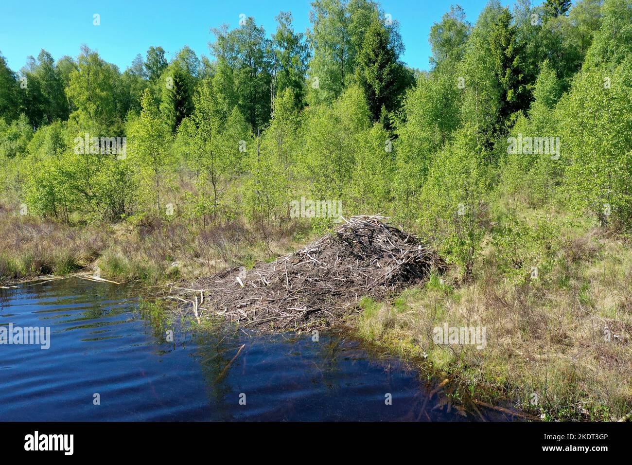 Biber-Burg, Biberburg an einem Tümpel, Teich in Schweden, Europäischer Biber, Burg eines Bibers, Aldodict-Biber, Fibra di castor, loggia del castoro, castoro, Foto Stock