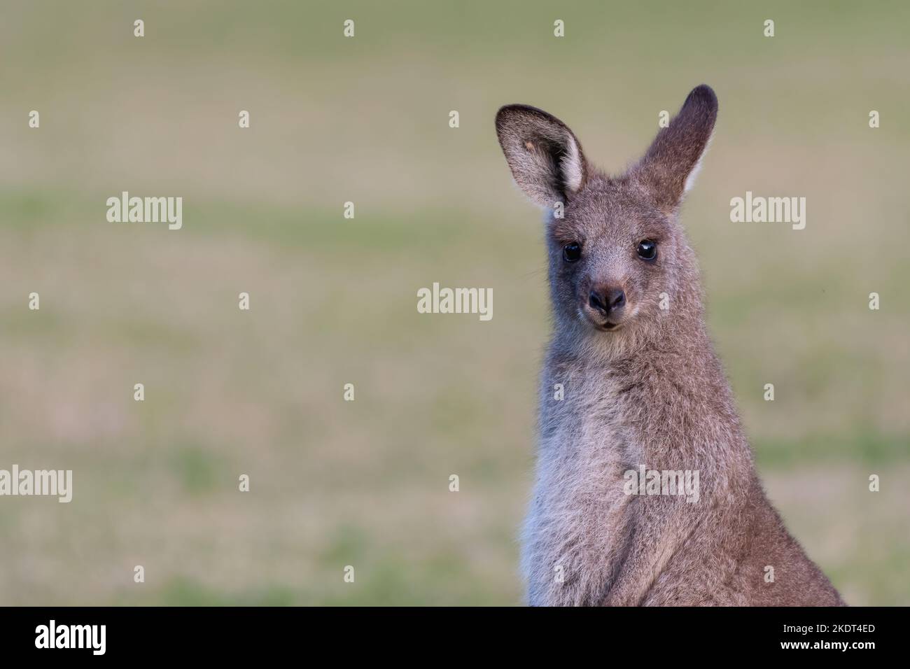 Giovane canguro grigio orientale, Kangaroo Valley, NSW Foto Stock