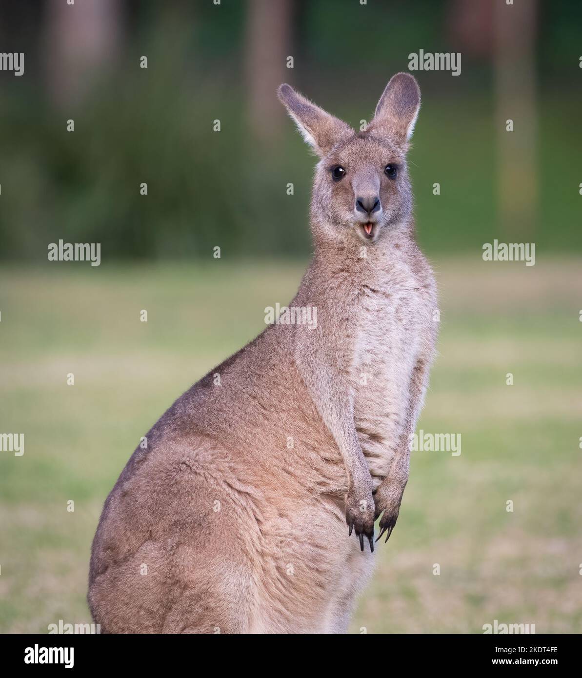 Canguro grigio orientale femminile, Kangaroo Valley, NSW Foto Stock