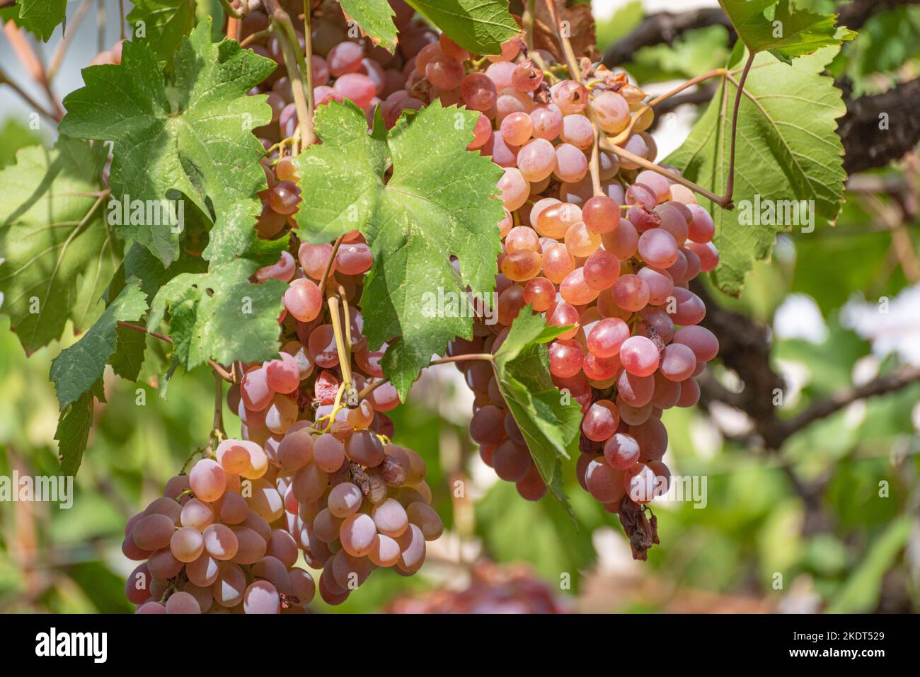 Mazzo di uve rosa appese dalla vite in autunno a Tbilisi, Georgia Foto Stock